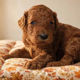 Boy 3 - Red  male Poodle puppy in Mc Henry, Illinois from Sunset Maple Poodles