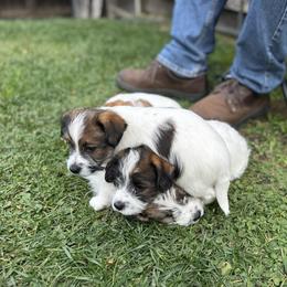 Russell Terrier Puppies from Roger's Russell Terriers