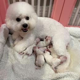Boy 1 - male Bichon Frise puppy in Miller Place, New York from Doriann Bichons