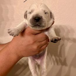 Male Pick 3 - Light golden male Golden Retriever puppy in Litchfield Park, Arizona from Phoenix Golden Retriever & Biewer Terriers