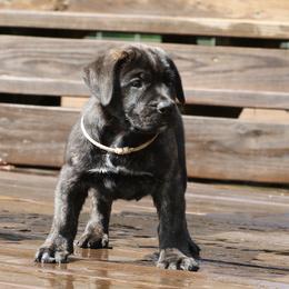 White Collar - Tiger female Perro de Presa Canario puppy in Pocahontas, Illinois from Cabeza Grande Kennel
