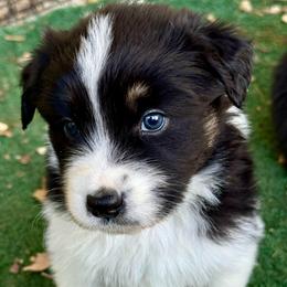 Shane - Black tri-color male Australian Shepherd puppy in Putnam County, New York from Highland Haven Australian Shepherds