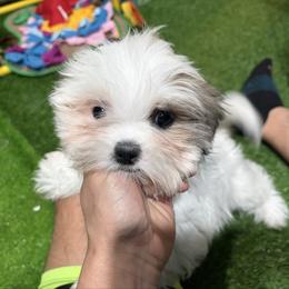 Anne - Silver gold and white female Shih Tzu puppy in Bourne, Massachusetts from Shih Tzu Pups