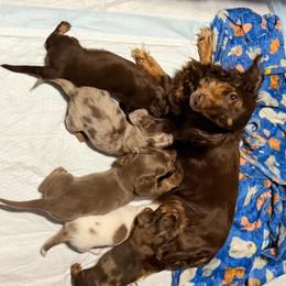 Dachshund puppies from Texoma Doxies
