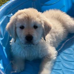 Shaun - Light golden male Golden Retriever puppy in Peoria, Arizona from Westwing Retrievers