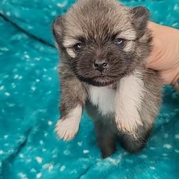 Girl 4 - Orange sable female Pomeranian puppy in Tulsa County, Oklahoma from CP Kennels