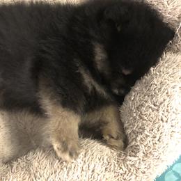 Pomeranian Puppies from Yates Pomeranians