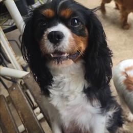 Juniper - Cavalier King Charles Spaniel