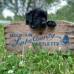 Labrador Retriever Puppies from Tried & True Labradors