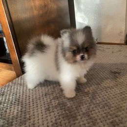 Girl 1 - Blue merle Pomeranian puppy in Chico, California from Yolanda's Poms