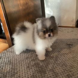 Girl 1 - Blue merle Pomeranian puppy in Chico, California from Yolanda's Poms