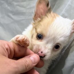 Tasha - Merle female Chihuahua puppy in Sherwood, Arkansas from Bartelt Breeders