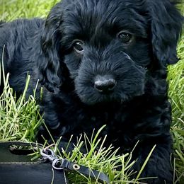 Australian Labradoodle Puppies from Tiny Treasures Australian Labradoodles