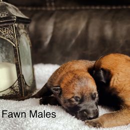 Belgian Malinois and German Shepherd Puppies from Haus Morales German Shepherds and Belgian Malinois