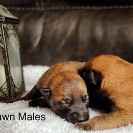 Belgian Malinois and German Shepherd Puppies from Haus Morales German Shepherds and Belgian Malinois