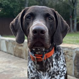 Captain - German Shorthaired Pointer