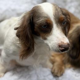 Izzy - Dachshund
