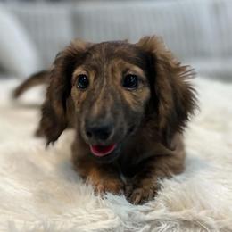 Potato - Brindle male Dachshund puppy in Price, Utah from Stone Kennels