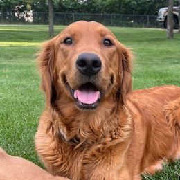 Kona - Golden Retriever