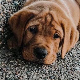 Labrador Retriever Puppies from Hidden River Retrievers