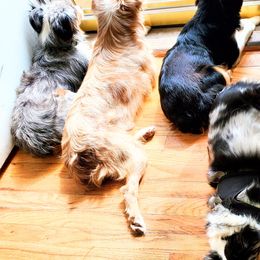 Miniature American Shepherds, Miniature Australian Shepherds, and Toy Australian Shepherds from Panhandle Australian Shepherds