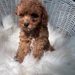 Pekingese, Poodle, and Shih Tzu Puppies from Happy puppies