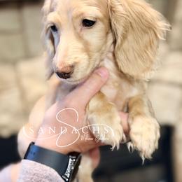 Brando - Cream male Dachshund puppy in Magnolia, Texas from Sandach’s Miniature Dachshunds