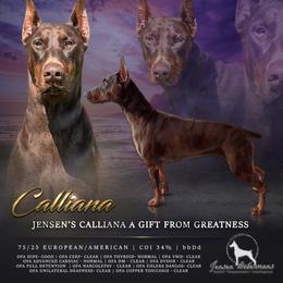 Calliana - Doberman Pinscher