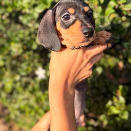 Black and tan hot pink collar girl - Black and tan female Dachshund puppy in Lemon Grove, California from GMZ Doxies SD
