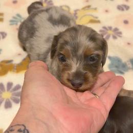 Dapple - Blue and tan male Dachshund puppy in Edinburg, Virginia from Hunter Lane Dachshunds