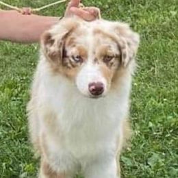 Lemon - Australian Shepherd