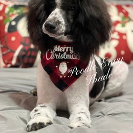 Boy 2 - male Poodle puppy in Ferriday, Louisiana from Denikka C