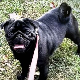 Pug Puppies from Von Webb Pups