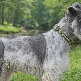Great Danes and Miniature Schnauzers from Clouser's Bodacious Danes