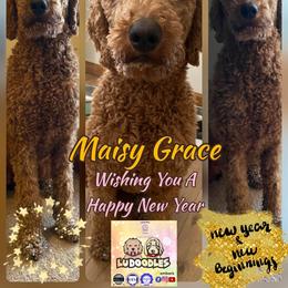 Goldendoodle Puppies from Lu Doodles