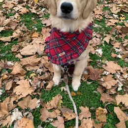 Golden Retriever Puppies from OPK Goldens