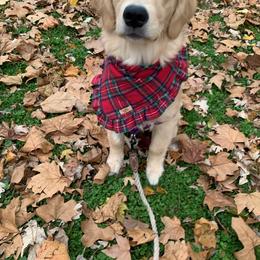 Golden Retriever Puppies from OPK Goldens