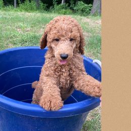 Dale Earnhardt - Red  Poodle puppy in Harrisburg, Arkansas from Ransone’s Ridge Runners Poodles and Doodles