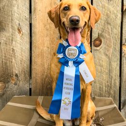 Labrador Retrievers from Little River Retrievers