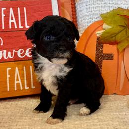 Cardamom - Black male Poodle puppy in Caldwell, Idaho from Leila Pearson
