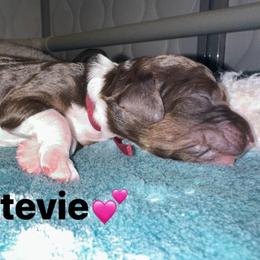 Stevie - Parti female Goldendoodle puppy in Prosperity, Pennsylvania from Stelladoodles & Company