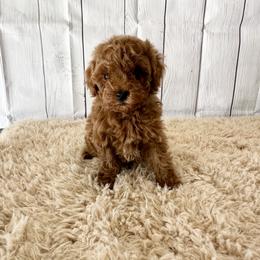 Prosper (AKC) - Red  male Poodle puppy in Riverside, California from Red Toy Poodle World