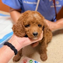 Cavapoo Puppies from Patriot Pups Cavapoos