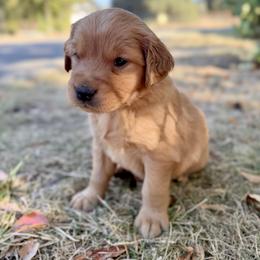 Hamilton - Yellow - Dark golden male Golden Retriever puppy in San Martin, California from Church Creek Retrievers