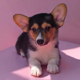 Male 2 - Black and tan male Pembroke Welsh Corgi puppy in Unicoi, Tennessee from East Tennessee Clark Corgis