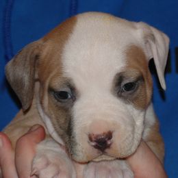 Boy 1 - Blue fawn American Pit Bull Terrier puppy in Roy, Washington from Ivie League Kennel