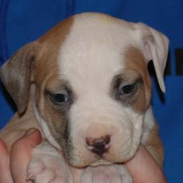 Boy 1 - Blue fawn American Pit Bull Terrier puppy in Roy, Washington from Ivie League Kennel