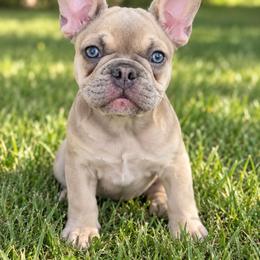Pauly - Blue fawn male French Bulldog puppy in Hughesville, Maryland from Fox Run Farm