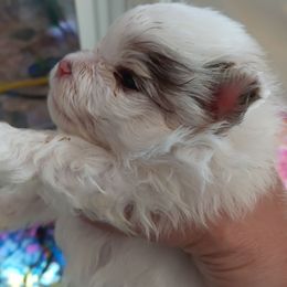 Pixie pup 4 - Chocolate merle female Pomeranian puppy in Carrollton, Georgia from B AND R'S POMERANIAN'S
