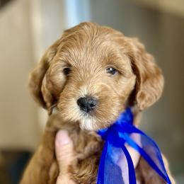Blue Female - Apricot female Goldendoodle puppy in Great Falls, Montana from Montana Goldendoodles